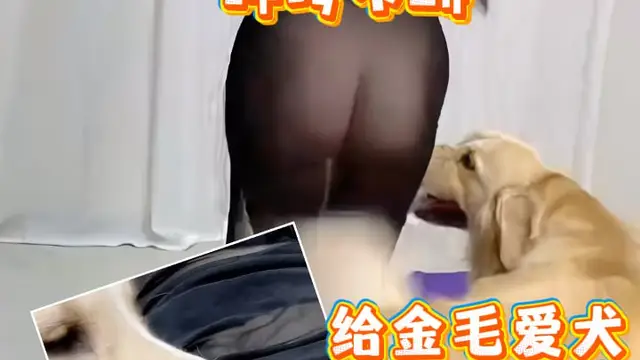 樂芙蘭公主一身情趣內衣 金毛狗子早已急不可耐 公主主動趴下 被愛犬操得叫床連連