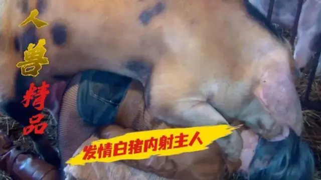 人獸一發情公豬內射主人至懷孕